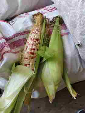 现摘糯玉米4.8元4根