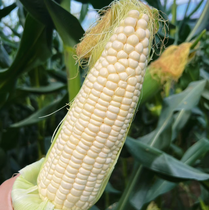 牛粪肥玉米🌽，每年必团的一块地，甜糯，一份5根