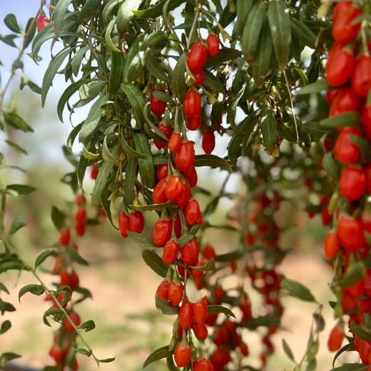 有机枸杞原浆 宁夏中卫新鲜枸杞鲜榨 高品质 拒绝添加 30ml*10袋/盒 商品图11