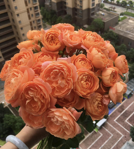 多头玫瑰果汁阳台 商品图4