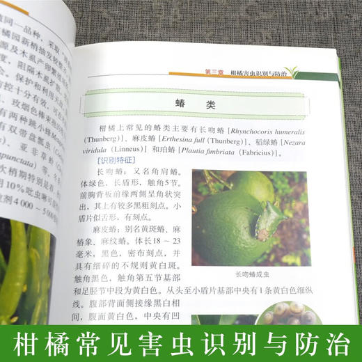 柑橘病虫害绿色防控彩色图谱 【官方正版，可开发票，下单时留开票信息和电子邮箱】 商品图3