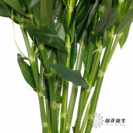 配花 | 虎尾兰 商品图2