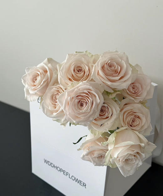 【秒杀福利】南粤推荐-双鱼座/玉香槟  20枝/扎 商品图2