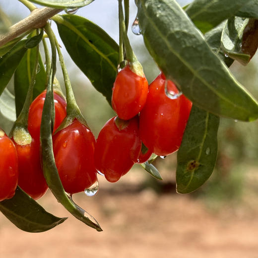 有机枸杞原浆 宁夏中卫新鲜枸杞鲜榨 高品质 拒绝添加 30ml*10袋/盒 商品图10
