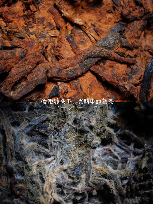 普粹2022年老树茶头  2015年原料香甜厚滑可饮可藏 商品图7