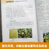 全图解柑橘生产痛点难点及解决方案【官方正版，可开发票，下单时留开票信息和电子邮箱】 商品缩略图3