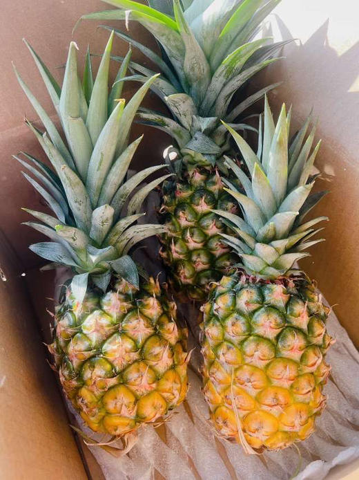海南东蜜凤梨！海南高山坡地，有机种植，真正自然成熟🍃果肉金黄巨甜多汁🌿不需要泡水吃起来也不麻嘴!闻起来带有浓郁的，实测24糖，宛如蜜罐🍯4.5-5斤/箱 商品图3