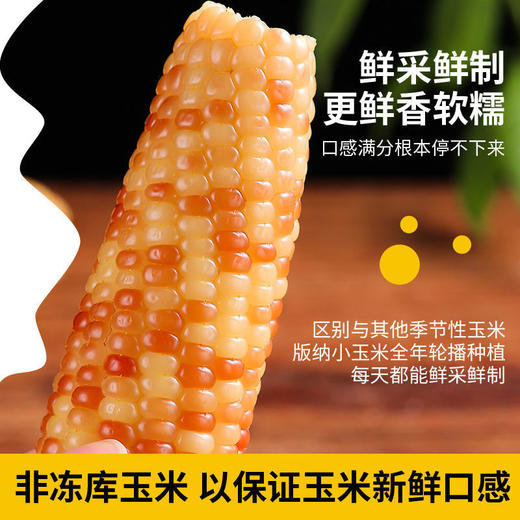 5斤实惠装【元气早餐！新鲜香糯小玉米】即食花糯玉米，粒粒饱满软糯鲜甜，营养轻食代餐，健康即食早餐加餐低热量宵夜Y 商品图1