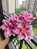 同城甄选精品国产鲜花速递西亚拉多头百合花鲜花速递家庭用花5支 商品缩略图4