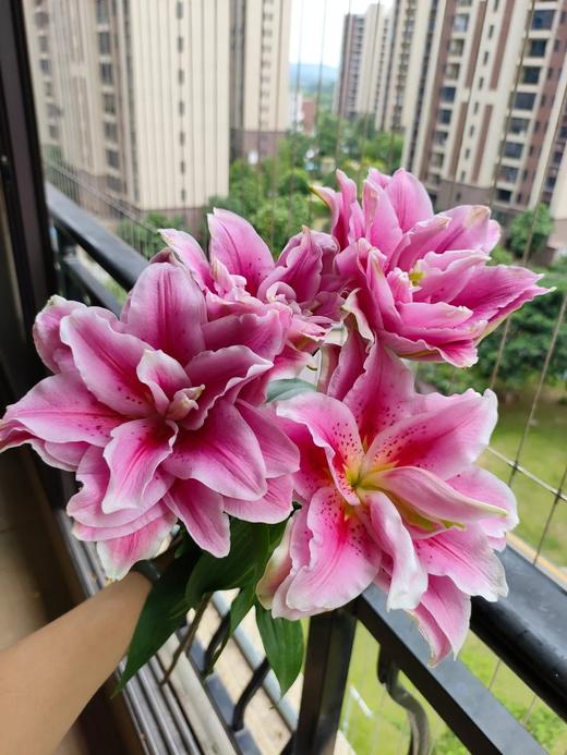 同城甄选精品国产鲜花速递西亚拉多头百合花鲜花速递家庭用花5支 商品图4