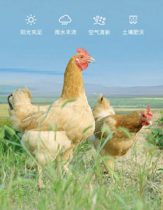【林间散养黄油老母鸡3只】无农残✅无激素✅无抗生素 🔥正宗林间散养500天谷饲走地鸡，食五谷杂粮，饮山泉水，肉质鲜美💓 商品图5