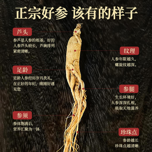 热卖【全须生晒参50g】生物圈系列吉林长白山特产人参生晒参亚克力盒装 商品图3
