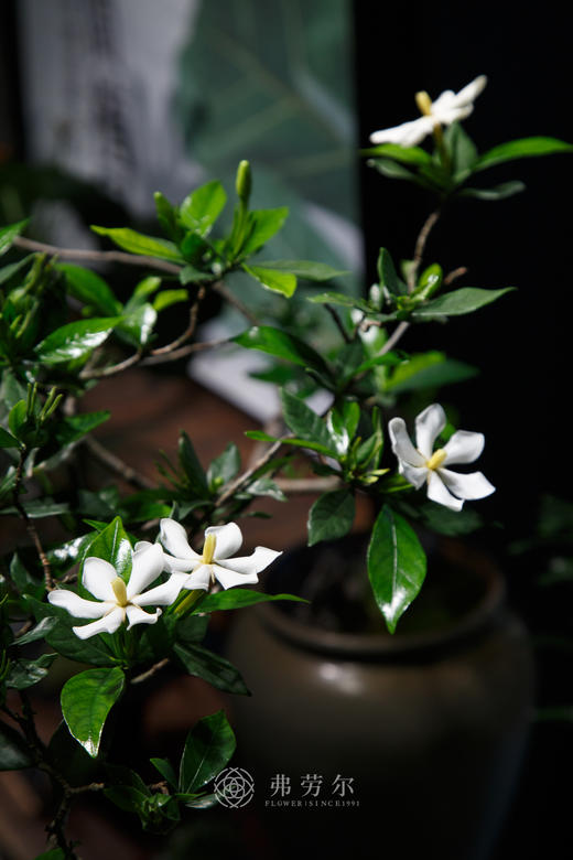 海岛栀子花灰色盆 商品图2