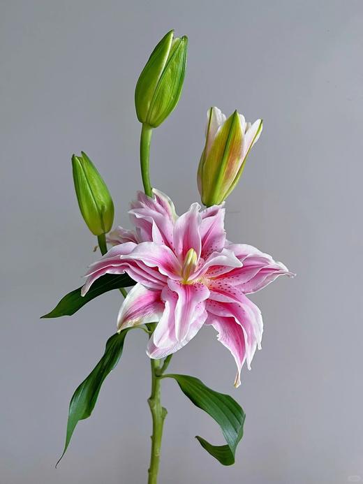 同城甄选精品国产鲜花速递西亚拉多头百合花鲜花速递家庭用花5支 商品图2