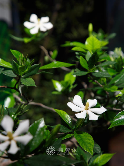 海岛栀子花灰色盆 商品图1