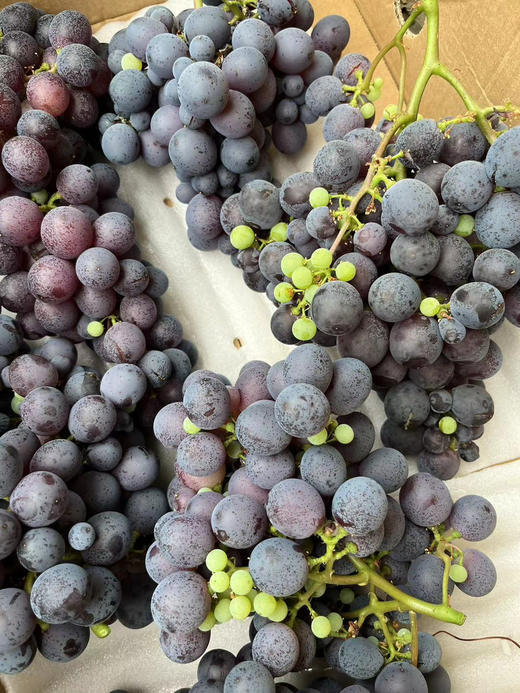 农场有机圆粒玫瑰香，带籽！老品种，有机，一点药没用，自然生长，大小粒！绝对最原始的玫瑰香葡萄味！3斤/盒 商品图1