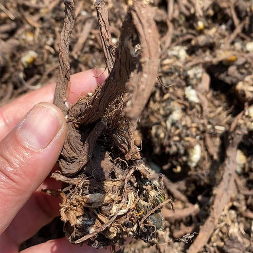 藩二娘 有机蒲公英根茶 200g罐装 商品图4