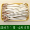 【HFS】花生芽 200g/份 太平海农业 商品缩略图4