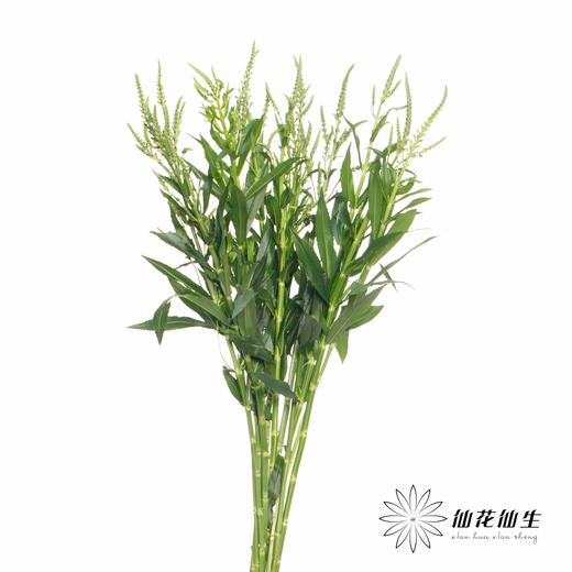 配花 | 虎尾兰 商品图4