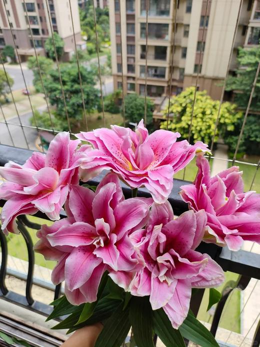 同城甄选精品国产鲜花速递西亚拉多头百合花鲜花速递家庭用花5支 商品图5