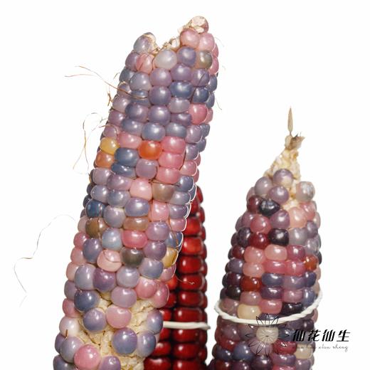 配果 | 小玉米(咖色黄色随机发货,介意慎拍) 商品图4