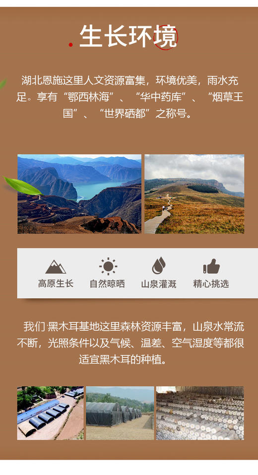 黄四姐高山黑木250g/袋 商品图1