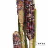 配果 | 小玉米(咖色黄色随机发货,介意慎拍) 商品缩略图5