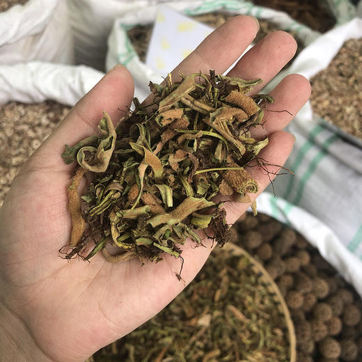 石苇 石伟 当季新货 农家生晒 中药材 商品图3