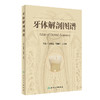 牙体解剖图谱 商品缩略图0