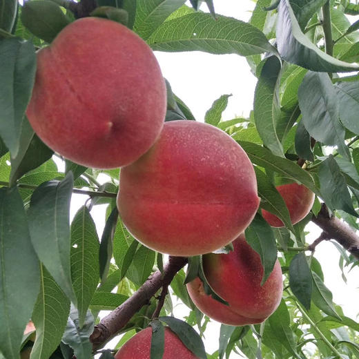 【陕西 礼泉】陕西高山水蜜桃新鲜当季现摘现发 商品图0