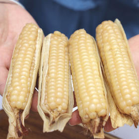 云南【拇指玉米】醇香Q糯 粒粒饱满 个头迷你 非转基因 0添加！