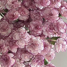 新鲜鲜花 康乃馨紫精灵鲜切花 20支（可备注送货时间）