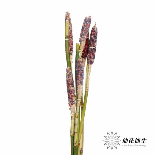 配果 | 小玉米(咖色黄色随机发货,介意慎拍) 商品图1