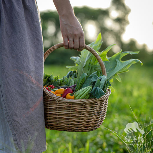 【总仓】单人蔬菇豆蛋体验份额（客服打电话确认后发货） | 绿家自产* EcoFresh Nine | In-House Production 商品图2