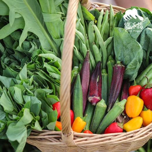 【总仓】单人蔬菇豆蛋体验份额（客服打电话确认后发货） | 绿家自产* EcoFresh Nine | In-House Production 商品图4