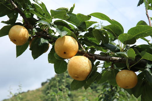 连州水晶梨(12个装（含箱）净含量3600克-4500克,省内发货） 商品图0