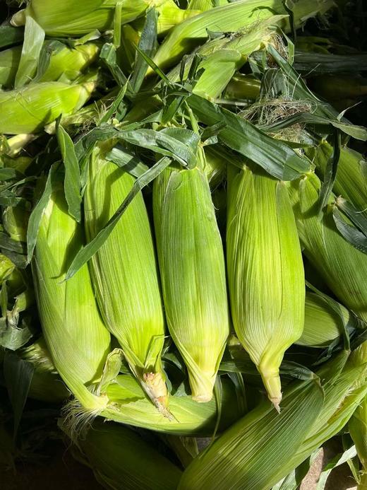 云南新鲜水果玉米 农家现摘 生吃甜嫩脆 商品图6