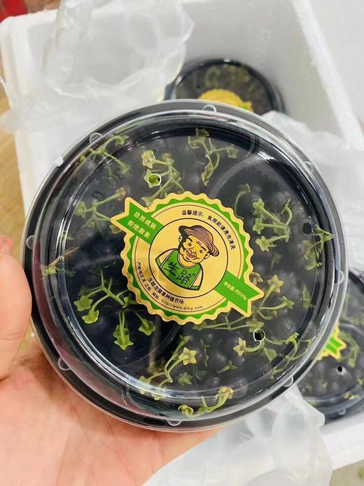 黑悠悠一盒 商品图0