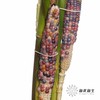 配果 | 小玉米(咖色黄色随机发货,介意慎拍) 商品缩略图7