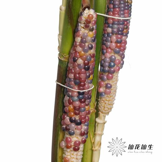 配果 | 小玉米(咖色黄色随机发货,介意慎拍) 商品图7