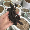 紫草 当季新货 农家生晒 中药材 商品缩略图4