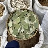 荷叶片 方片 荷叶丝 荷叶茶 当季新货 农家生晒中药材 商品缩略图0