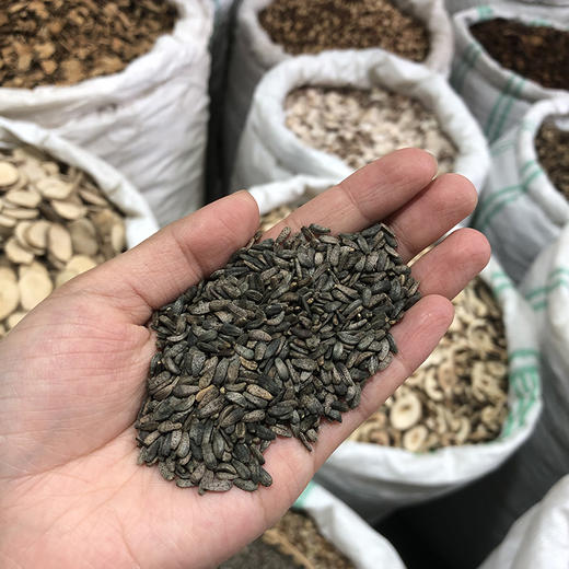 牛蒡子 当季新货 农家生晒 中药材 商品图4