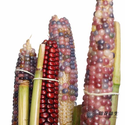 配果 | 小玉米(咖色黄色随机发货,介意慎拍) 商品图9