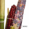 配果 | 小玉米(咖色黄色随机发货,介意慎拍) 商品缩略图8