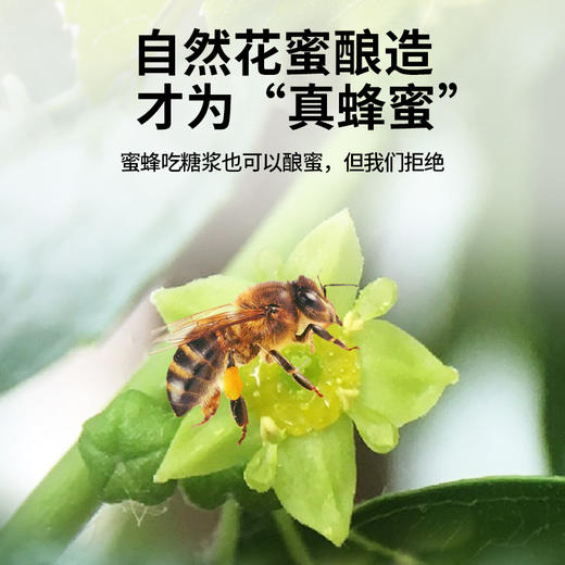 【正宗同仁堂品牌】北京同仁堂 枣花蜂蜜300克 漏斗型瓶装 原料纯粹 拒绝添加 便携易使用SY 商品图1