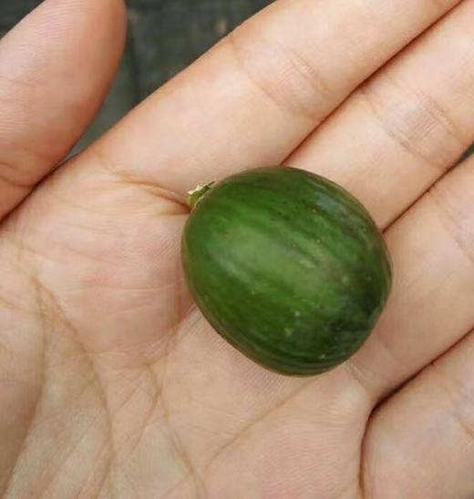 杞冠臻选 | 黄山 无农药 香榧 150g 炒熟 即食坚果 清香浓郁 松脆香酥 商品图3