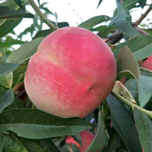 【陕西 礼泉】陕西高山水蜜桃新鲜当季现摘现发 商品图2