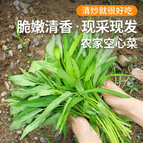 密云新鲜现摘空心菜300g  叶色碧绿  新鲜细嫩  清新爽口