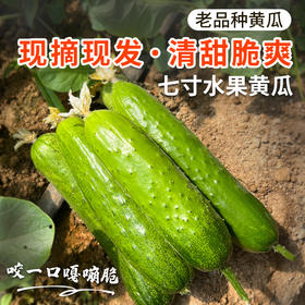 【密云】七寸黄瓜  1斤  新鲜现摘 爽口脆嫩  瓜味浓郁  适合生吃 、蘸酱